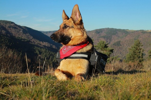 Watch dog